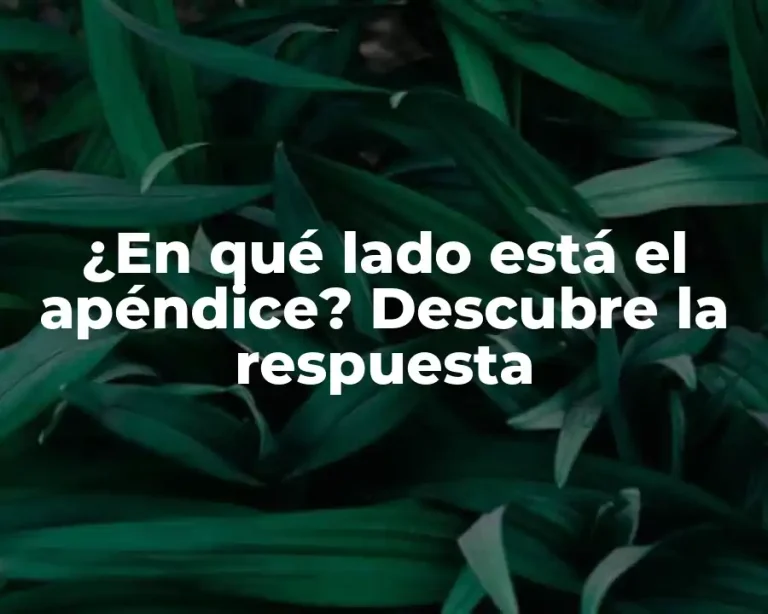 ¿En qué lado está el apéndice? Descubre la respuesta