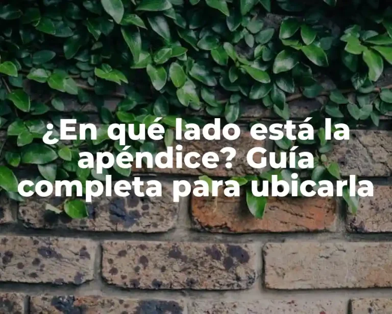 ¿En qué lado está la apéndice? Guía completa para ubicarla