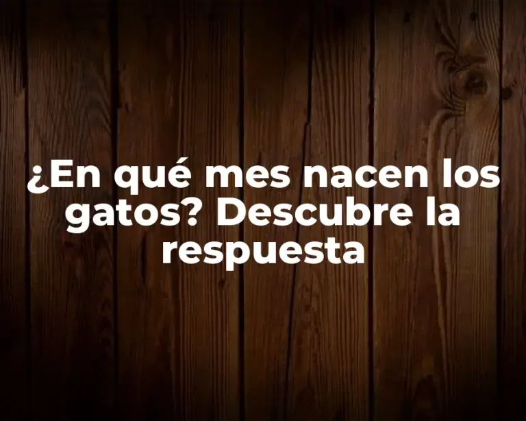 ¿En qué mes nacen los gatos? Descubre la respuesta