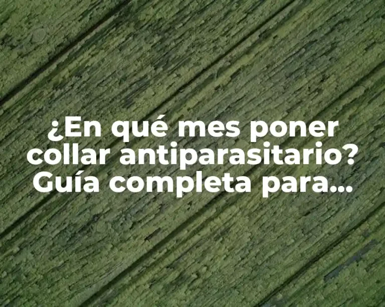 ¿En qué mes poner collar antiparasitario? Guía completa para proteger a tu mascota