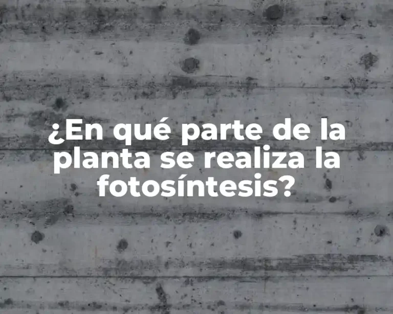 ¿En qué parte de la planta se realiza la fotosíntesis?