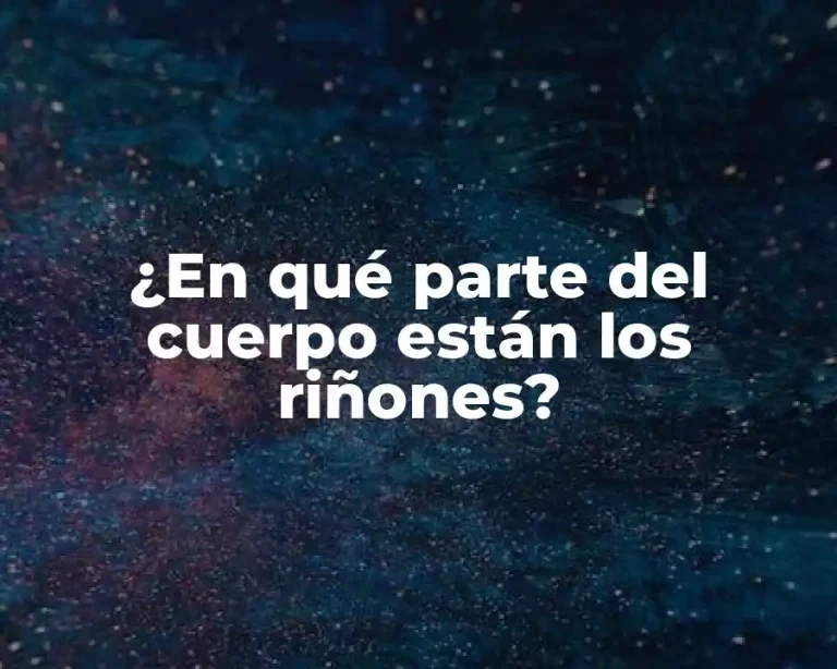 ¿En qué parte del cuerpo están los riñones?