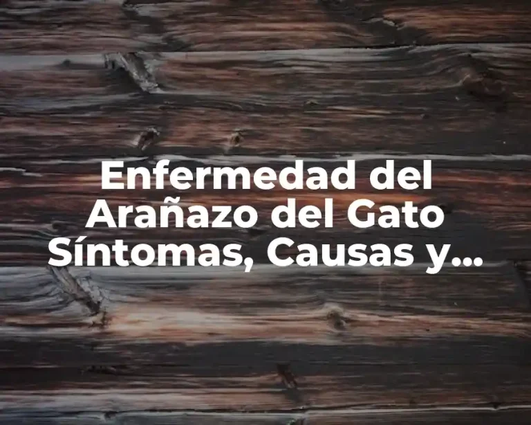 Enfermedad del Arañazo del Gato Síntomas, Causas y Tratamiento