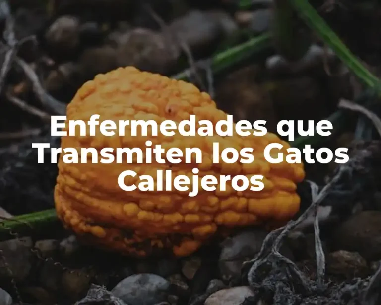 Enfermedades que Transmiten los Gatos Callejeros