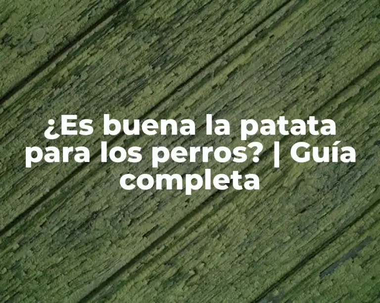 ¿Es buena la patata para los perros? | Guía completa