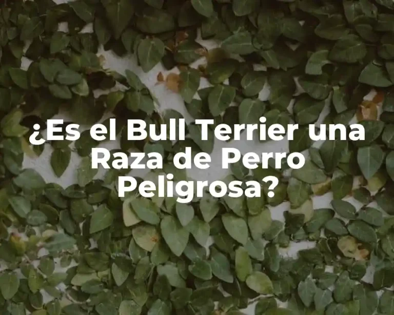 ¿Es el Bull Terrier una Raza de Perro Peligrosa?