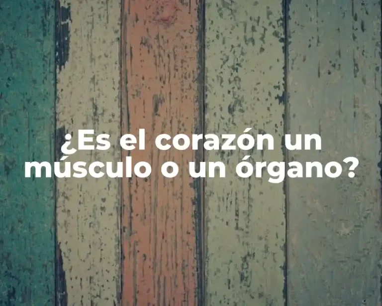 ¿Es el corazón un músculo o un órgano?