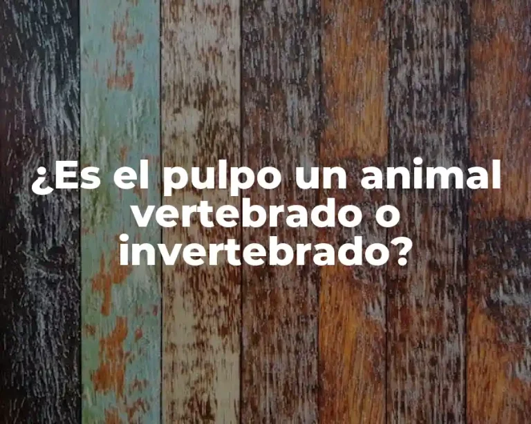 ¿Es el pulpo un animal vertebrado o invertebrado?