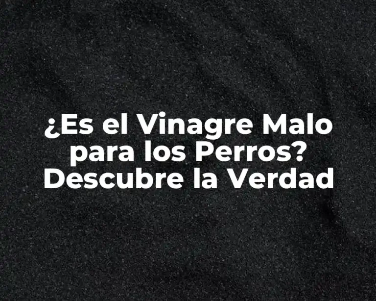 ¿Es el Vinagre Malo para los Perros? Descubre la Verdad