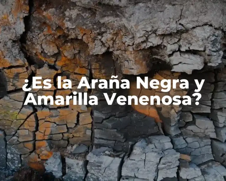 ¿Es la Araña Negra y Amarilla Venenosa?