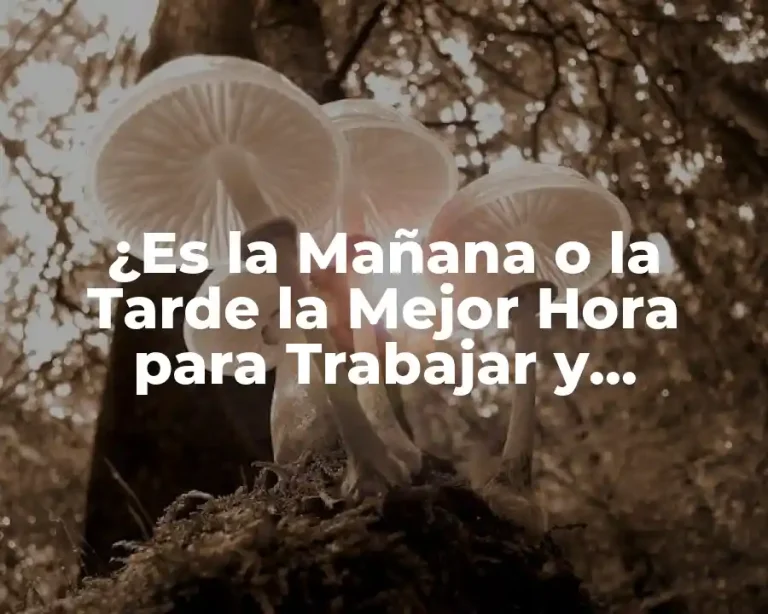 ¿Es la Mañana o la Tarde la Mejor Hora para Trabajar y Estudiar?