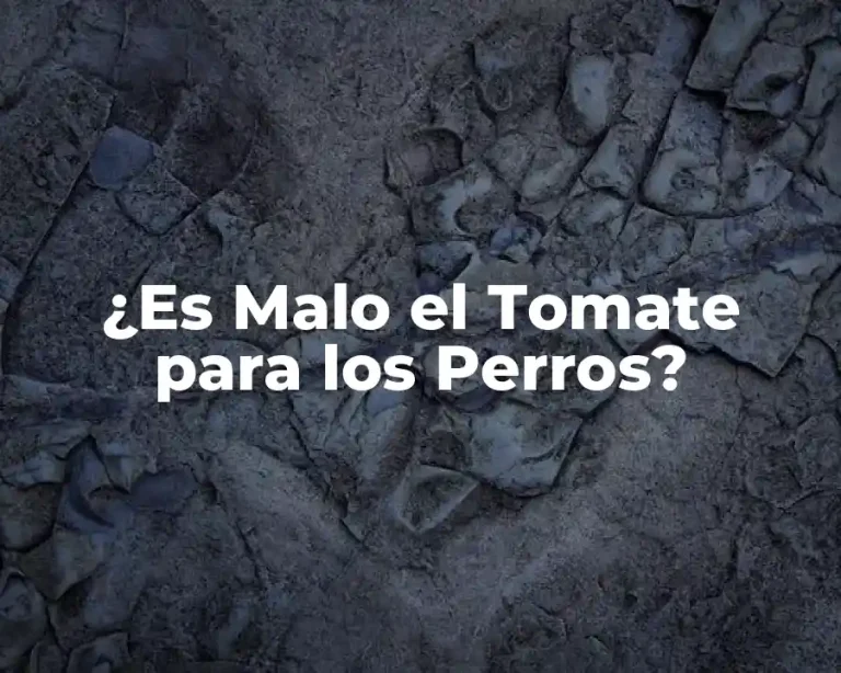 ¿Es Malo el Tomate para los Perros?