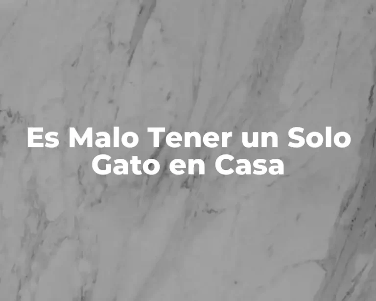 Es Malo Tener un Solo Gato en Casa