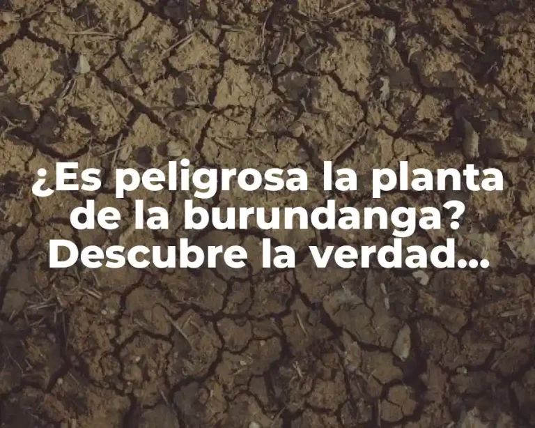 ¿Es peligrosa la planta de la burundanga? Descubre la verdad sobre esta planta tóxica