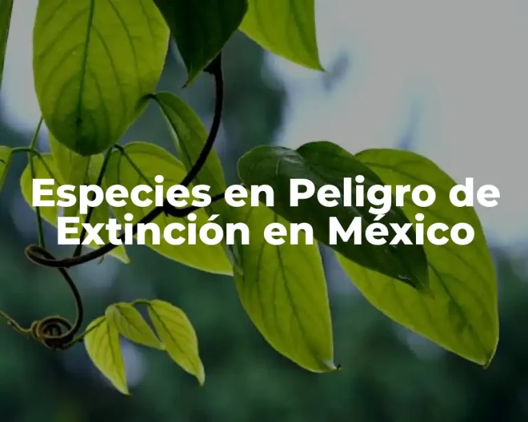 Especies en Peligro de Extinción en México