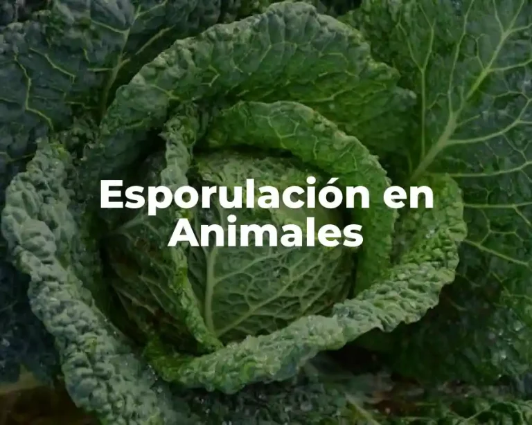 Esporulación en Animales