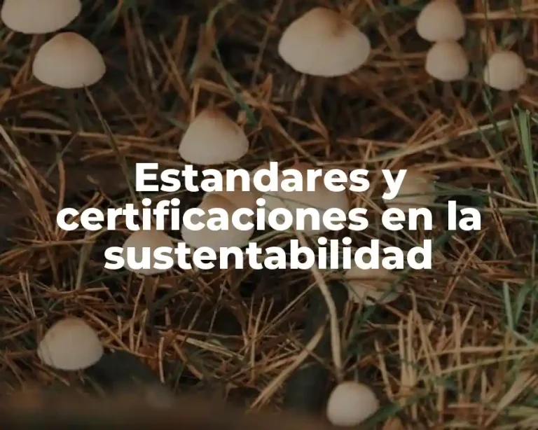 Estandares y certificaciones en la sustentabilidad