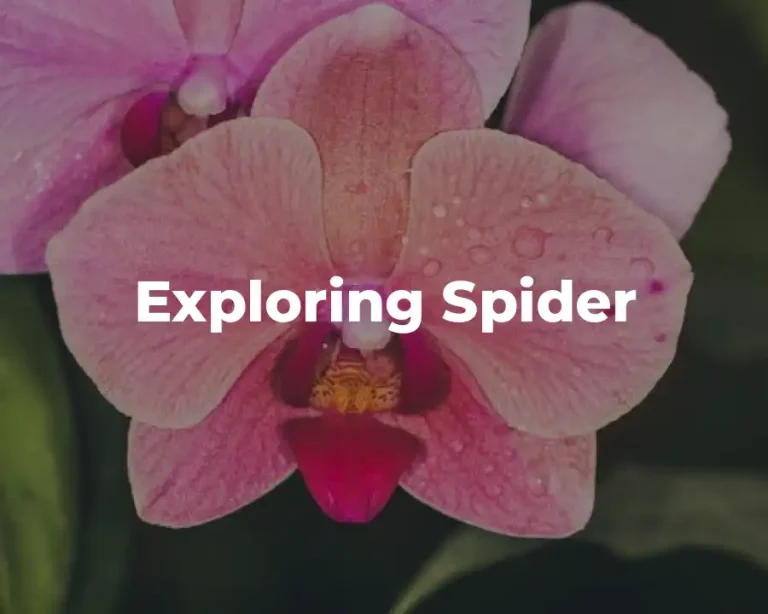 Exploring Spider