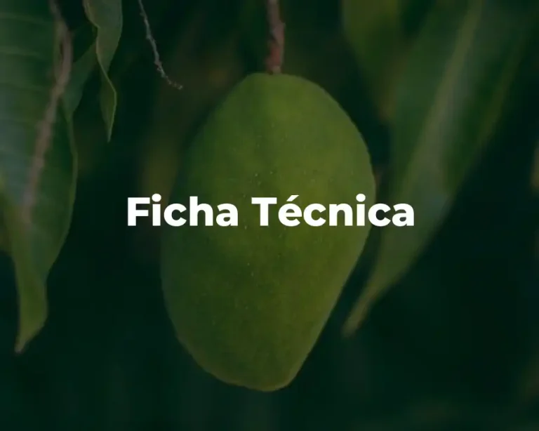 Ficha Técnica