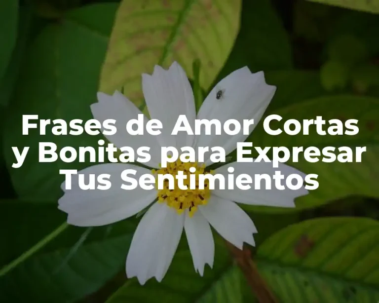 Frases de Amor Cortas y Bonitas para Expresar Tus Sentimientos