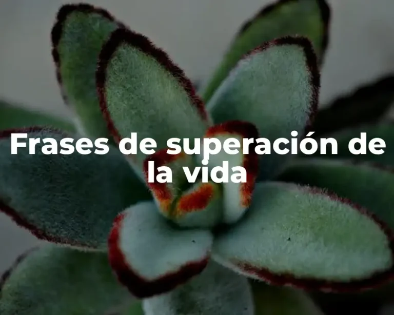 Frases de superación de la vida