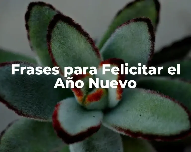 Frases para Felicitar el Año Nuevo