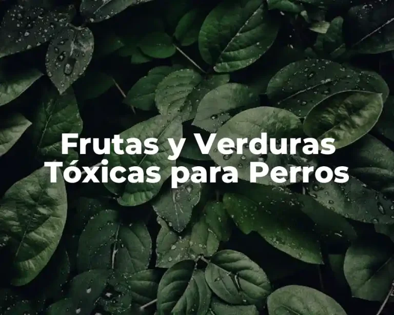 Frutas y Verduras Tóxicas para Perros