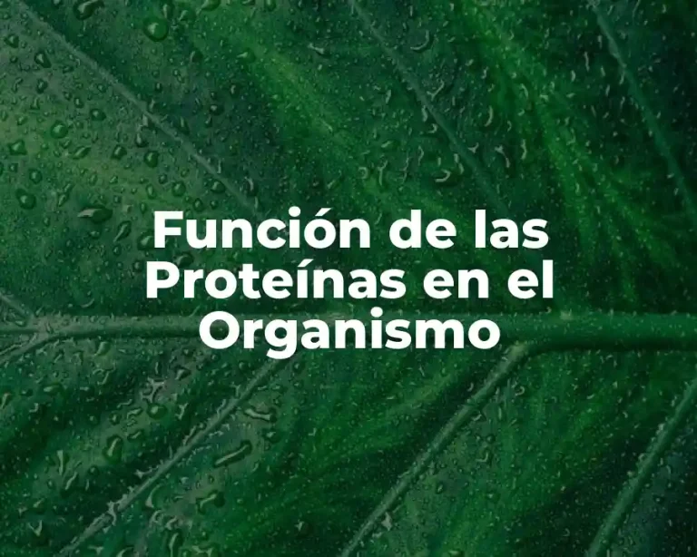 Función de las Proteínas en el Organismo