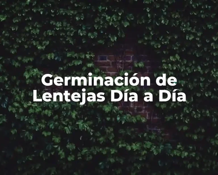 Germinación de Lentejas Día a Día