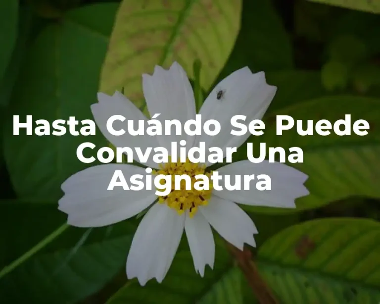 Hasta Cuándo Se Puede Convalidar Una Asignatura