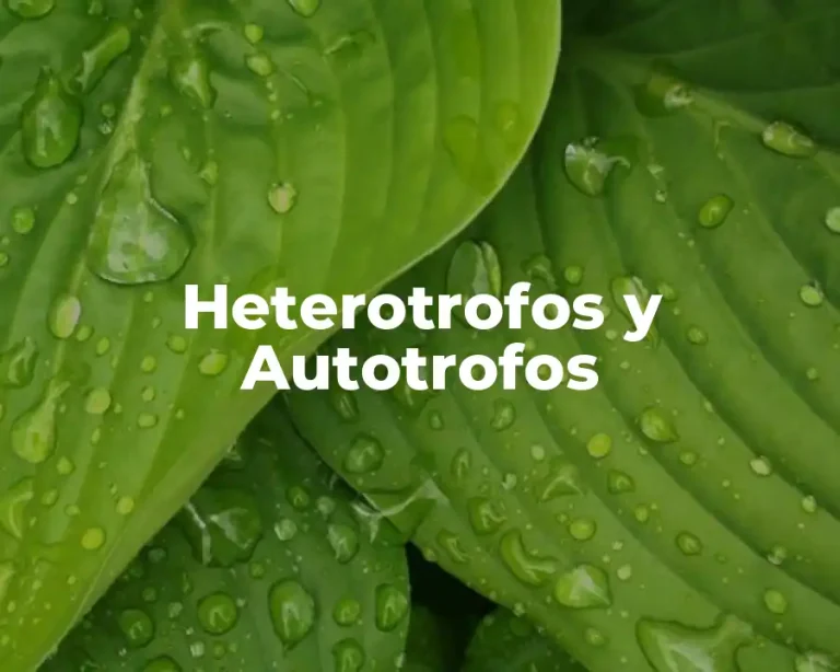 Heterotrofos y Autotrofos