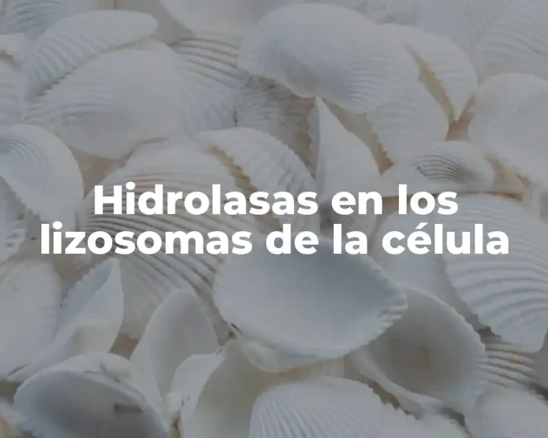 Hidrolasas en los lizosomas de la célula