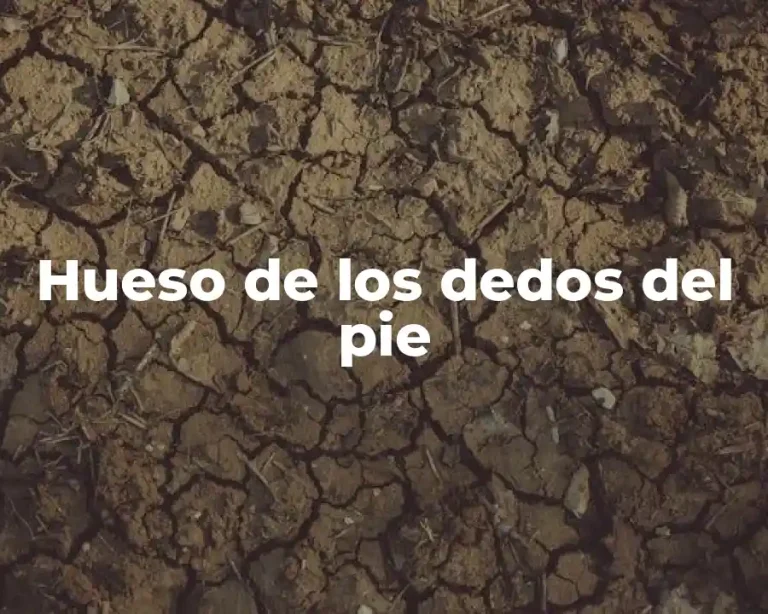 Hueso de los dedos del pie