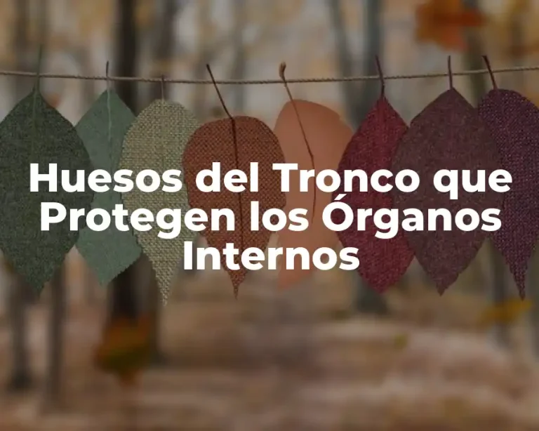 Huesos del Tronco que Protegen los Órganos Internos