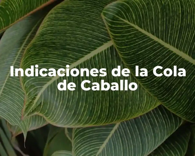 Indicaciones de la Cola de Caballo