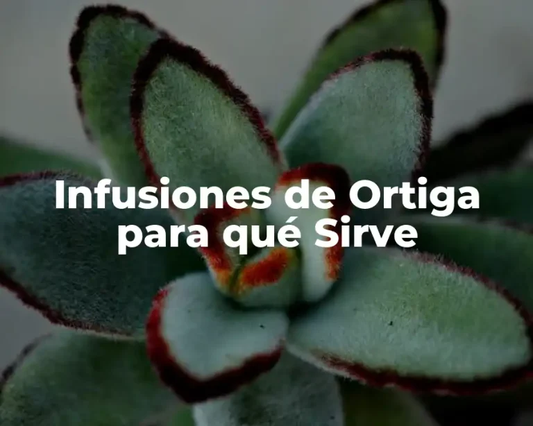 Infusiones de Ortiga para qué Sirve