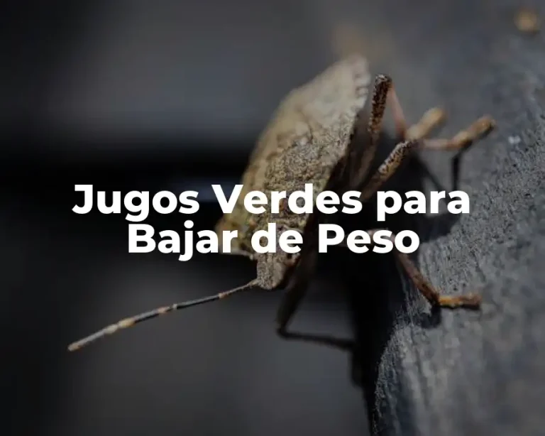 Jugos Verdes para Bajar de Peso
