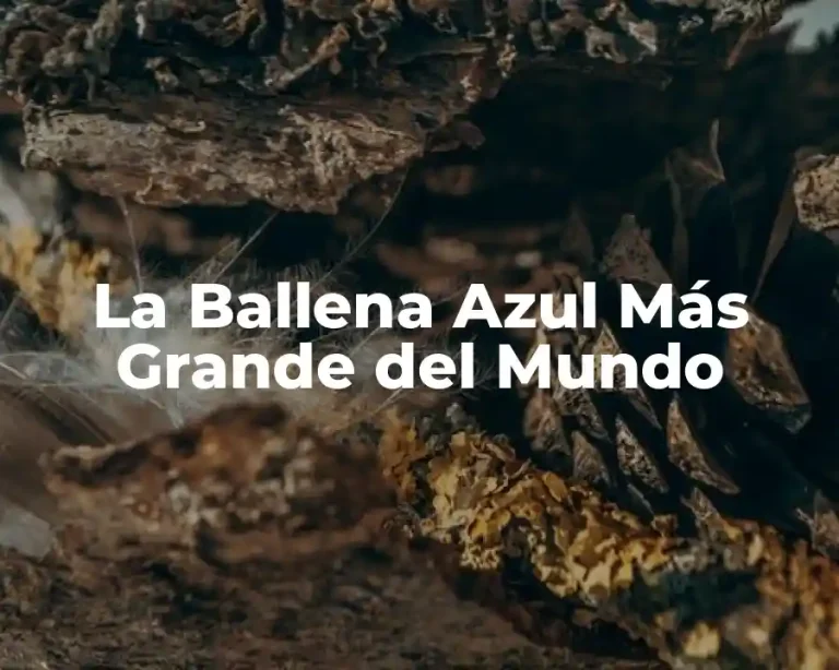 La Ballena Azul Más Grande del Mundo