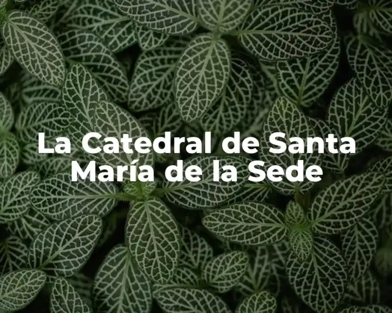 La Catedral de Santa María de la Sede