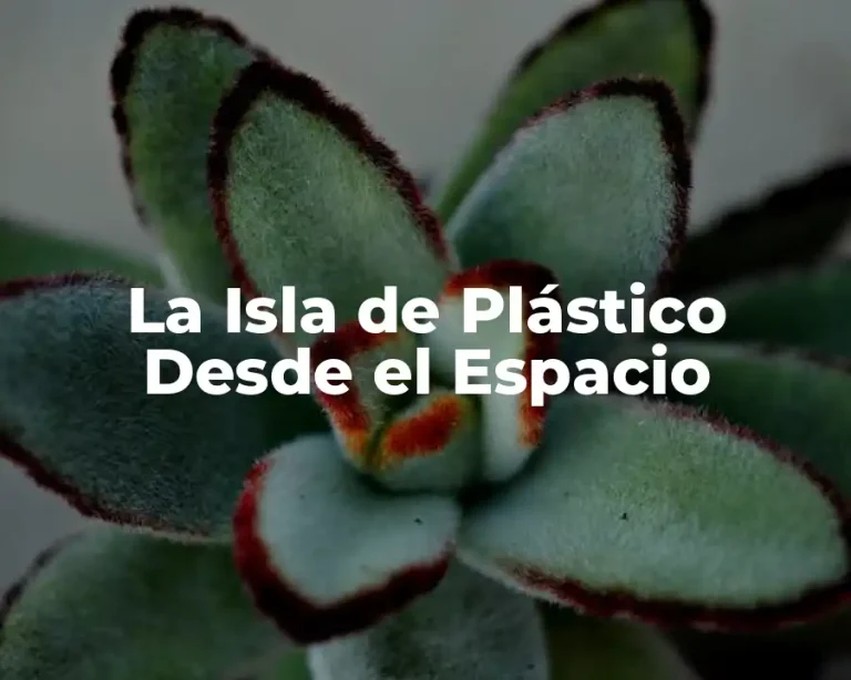 La Isla de Plástico Desde el Espacio
