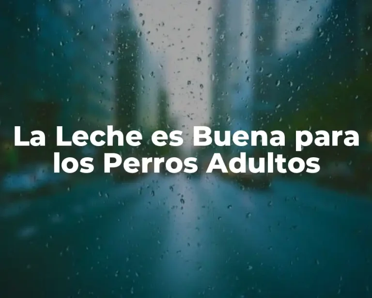 La Leche es Buena para los Perros Adultos