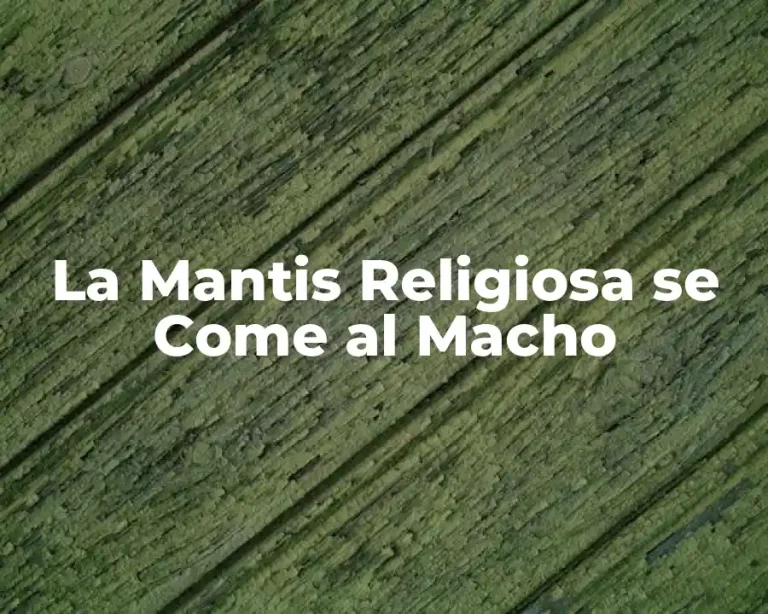 La Mantis Religiosa se Come al Macho