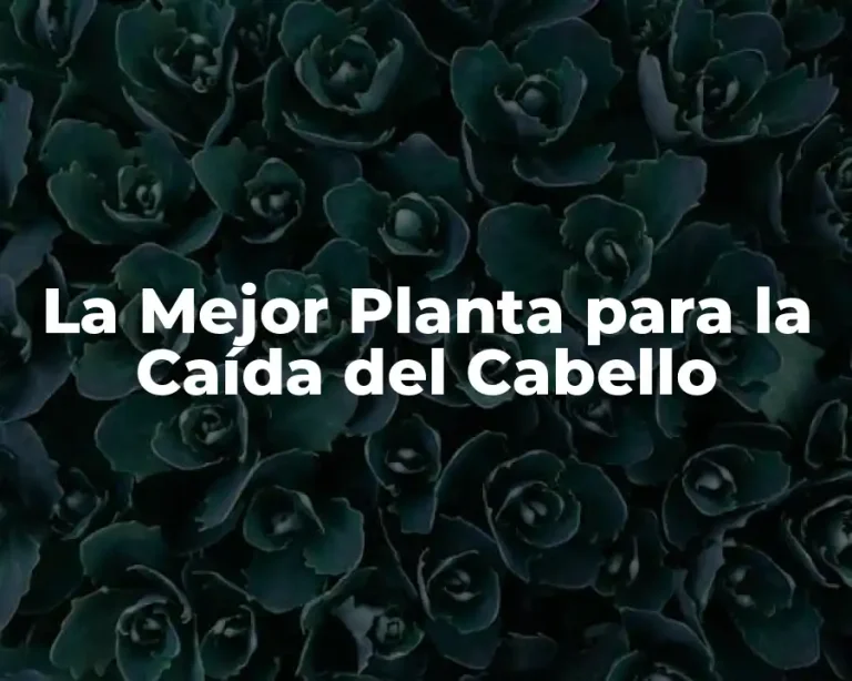 La Mejor Planta para la Caída del Cabello