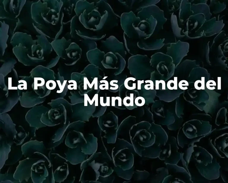 La Poya Más Grande del Mundo