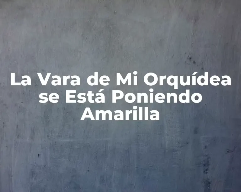 La Vara de Mi Orquídea se Está Poniendo Amarilla