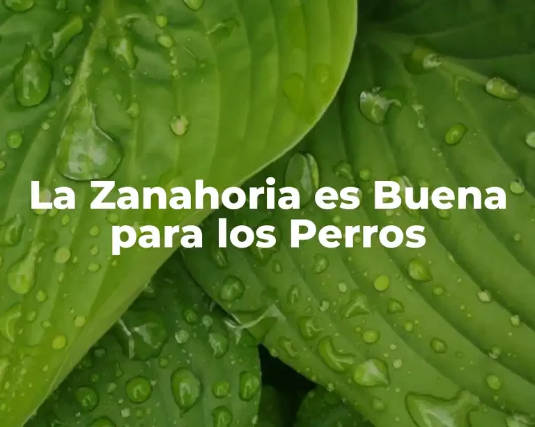 La Zanahoria es Buena para los Perros