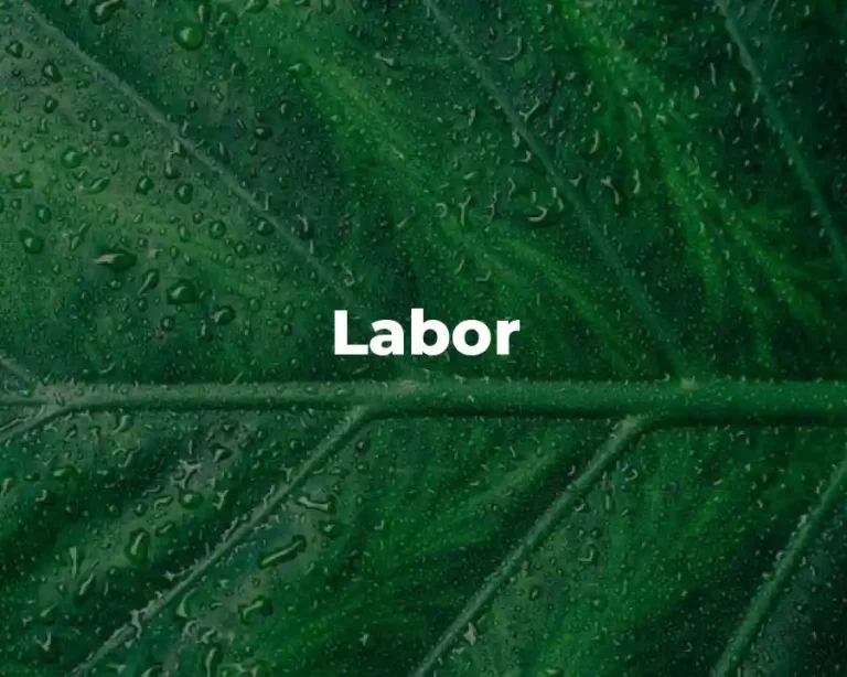 Labor
