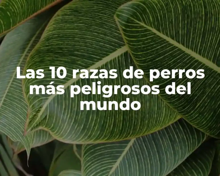 Las 10 razas de perros más peligrosos del mundo