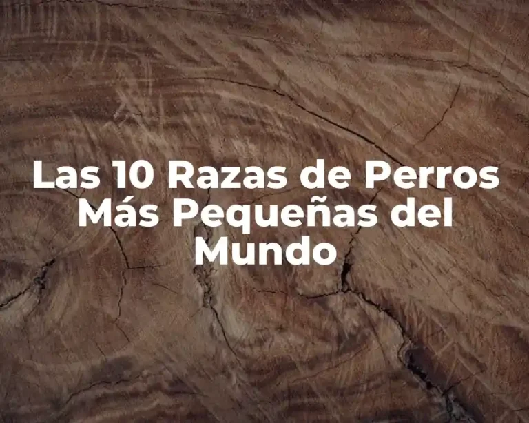Las 10 Razas de Perros Más Pequeñas del Mundo