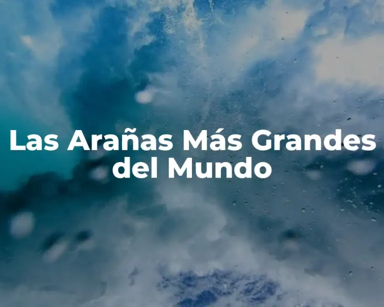 Las Arañas Más Grandes del Mundo